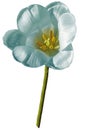 tulip turquoise flower isolated on white background with clipping path. Closeup no shadows. Royalty Free Stock Photo