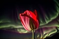 A tulip unfolding to reveal a dancing aurora