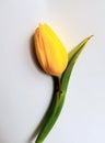 tulip - unusual yellow flower Royalty Free Stock Photo