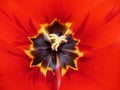 Tulip up close, stamens in the center