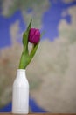 Tulip in a vase Royalty Free Stock Photo