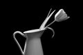 Tulip in a vase black and white Royalty Free Stock Photo