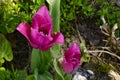 Tulip The very nice colorful spring flower close up Royalty Free Stock Photo