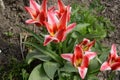 Tulip the very nice colorful spring flower close up Royalty Free Stock Photo