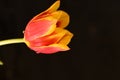 tulip the very nice colorful spring garden flower close up view Royalty Free Stock Photo
