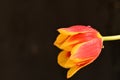 tulip the very nice colorful spring garden flower close up view Royalty Free Stock Photo