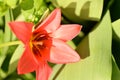 tulip the very nice colorful spring garden flower close up view Royalty Free Stock Photo