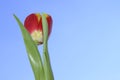 Tulip beautiful spring colorful flowers close up