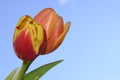 Tulip beautiful spring colorful flowers close up