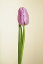 Tulip violet flower Alibi sort Royalty Free Stock Photo