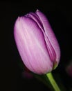 Tulip Royalty Free Stock Photo