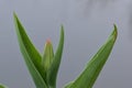 Pink Tipped Tulip Flower Over Water Royalty Free Stock Photo