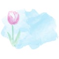 Tulip water color background. Mothers day background. Vector ill