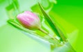 Tulip water drop macro Royalty Free Stock Photo