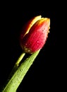 Tulip Water droplets Royalty Free Stock Photo