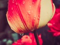 tulip with water droplets in closeup Royalty Free Stock Photo