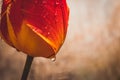 tulip with water droplets in closeup Royalty Free Stock Photo