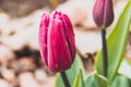 tulip with water droplets in closeup Royalty Free Stock Photo