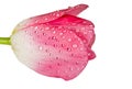 Tulip with water drops Royalty Free Stock Photo