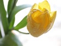 Tulip in the water drops closeup