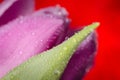 Tulip Royalty Free Stock Photo