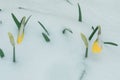 A tulip weighed down by heavy snow Royalty Free Stock Photo