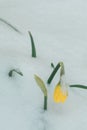 A tulip weighed down by heavy snow Royalty Free Stock Photo