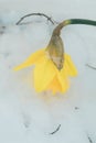 A tulip weighed down by heavy snow