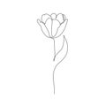 Tulip on white background