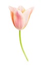 Tulip on white background Royalty Free Stock Photo