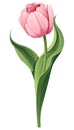 Tulip on a white background. Spring pink flower for Women s Day, Easter. Vector floral illustration. Royalty Free Stock Photo