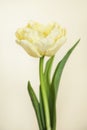 Tulip white flower Avantgarde