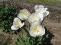 tulip white flower scient. name Tulipa gesneriana