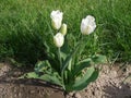tulip white flower scient. name Tulipa gesneriana