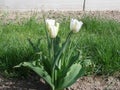 tulip white flower scient. name Tulipa gesneriana