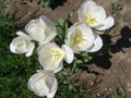 tulip white flower scient. name Tulipa gesneriana