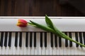 Tulip on white piano above view