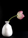 A tulip in white vase isolated on black background. Spring flower. Royalty Free Stock Photo
