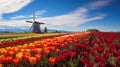 Tulip Wonderland: A Field of Vibrant Blooms and a Charming Windmill