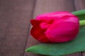 Tulip on wooden surface