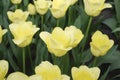 Tulip World Friendship Triumph Group grown in flowerbed.