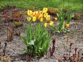 Canadian Tulip Festival, Ottawa Tulip Yellow Flight Bush Royalty Free Stock Photo