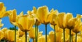 Tulip yellow flowers garden spring background Royalty Free Stock Photo