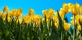 Tulip yellow flowers garden spring background Royalty Free Stock Photo