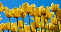 Tulip yellow flowers garden spring background Royalty Free Stock Photo