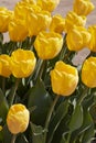 Tulip yellow flowers in spring