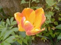 Tulip. Yellow and orange single flower.