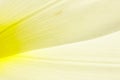 Tulip yellow petals macro closeup