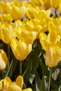 Tulip Yellow Purissima flowers in spring