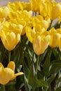 Tulip Yellow Purissima flowers in spring